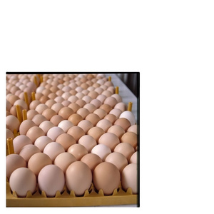 High Quality Organic Certified Free Range Chicken Eggs / FERTILE CHICKEN HATCHING EGGS