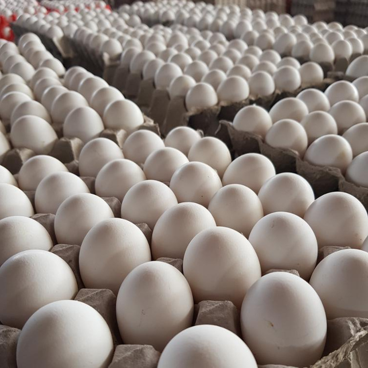 High Quality Organic Certified Free Range Chicken Eggs / FERTILE CHICKEN HATCHING EGGS