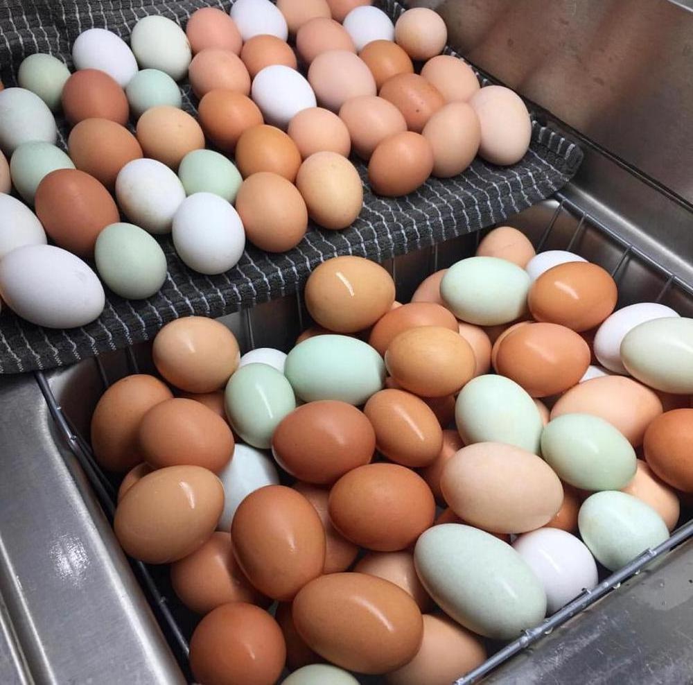 High Quality Organic Certified Free Range Chicken Eggs / FERTILE CHICKEN HATCHING EGGS