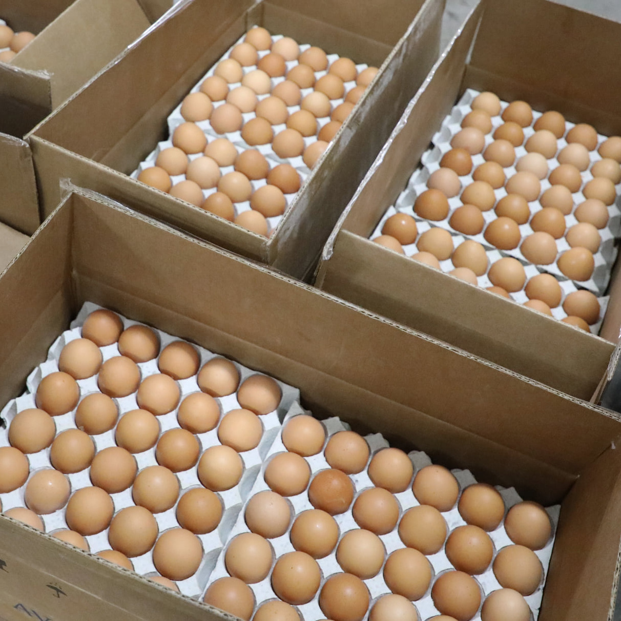 High Quality Organic Certified Free Range Chicken Eggs / FERTILE CHICKEN HATCHING EGGS