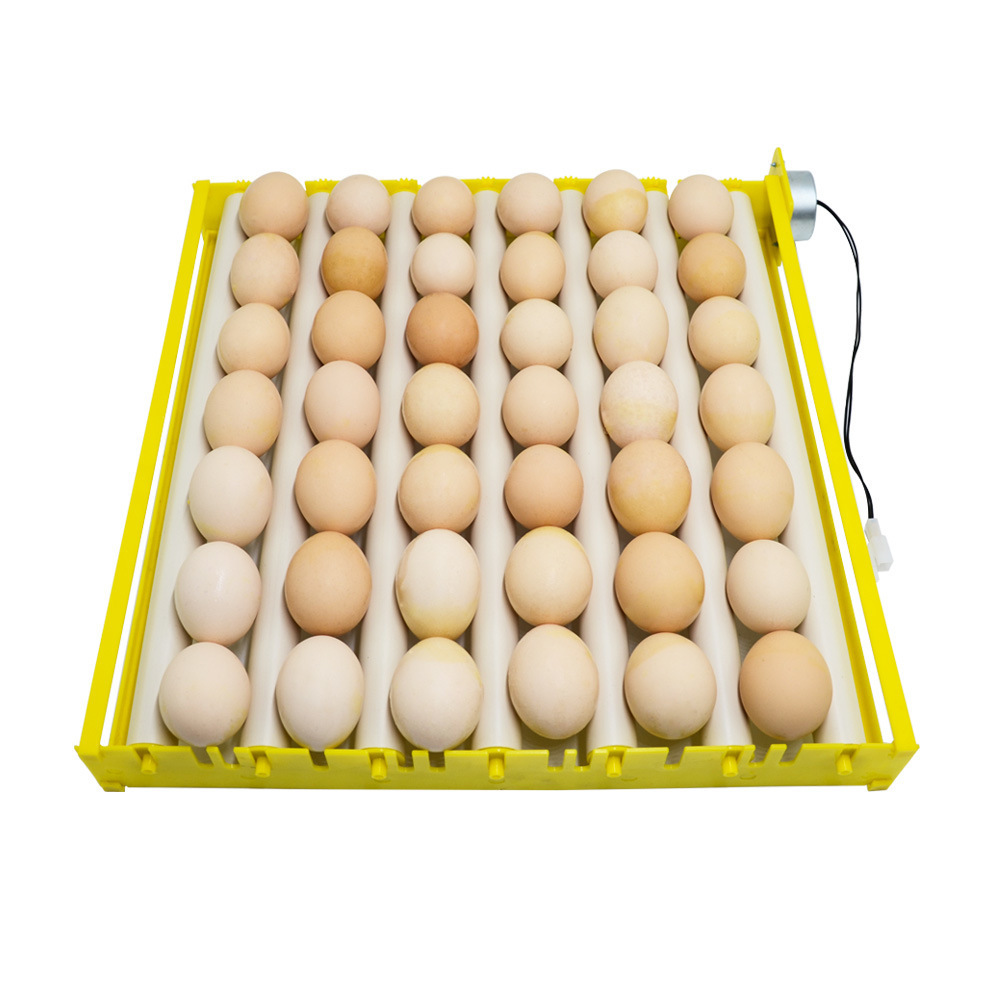 100% Clean Best quality Brown and White Shell Chicken Eggs for sale