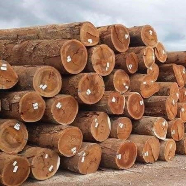 Beech Wood Logs and Lumber/Oak Wood Logs and Lumber/Ash Wood Logs and Lumber Spruce Wood Logs and Lumber