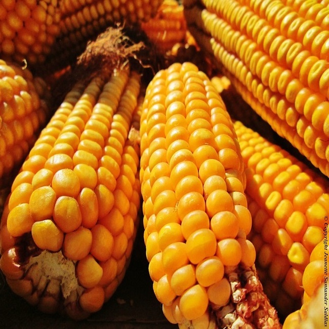 Yellow Corn Whole Frozen Corn Sweet Yellow Corn