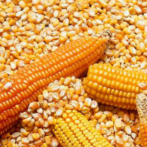 Yellow Corn Whole Frozen Corn Sweet Yellow Corn