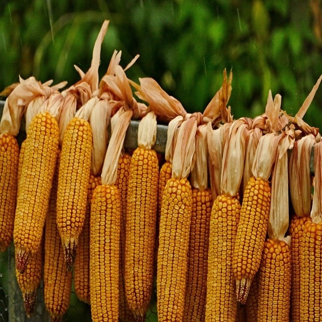 Yellow Corn Whole Frozen Corn Sweet Yellow Corn