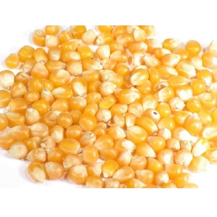 Yellow Corn Whole Frozen Corn Sweet Yellow Corn