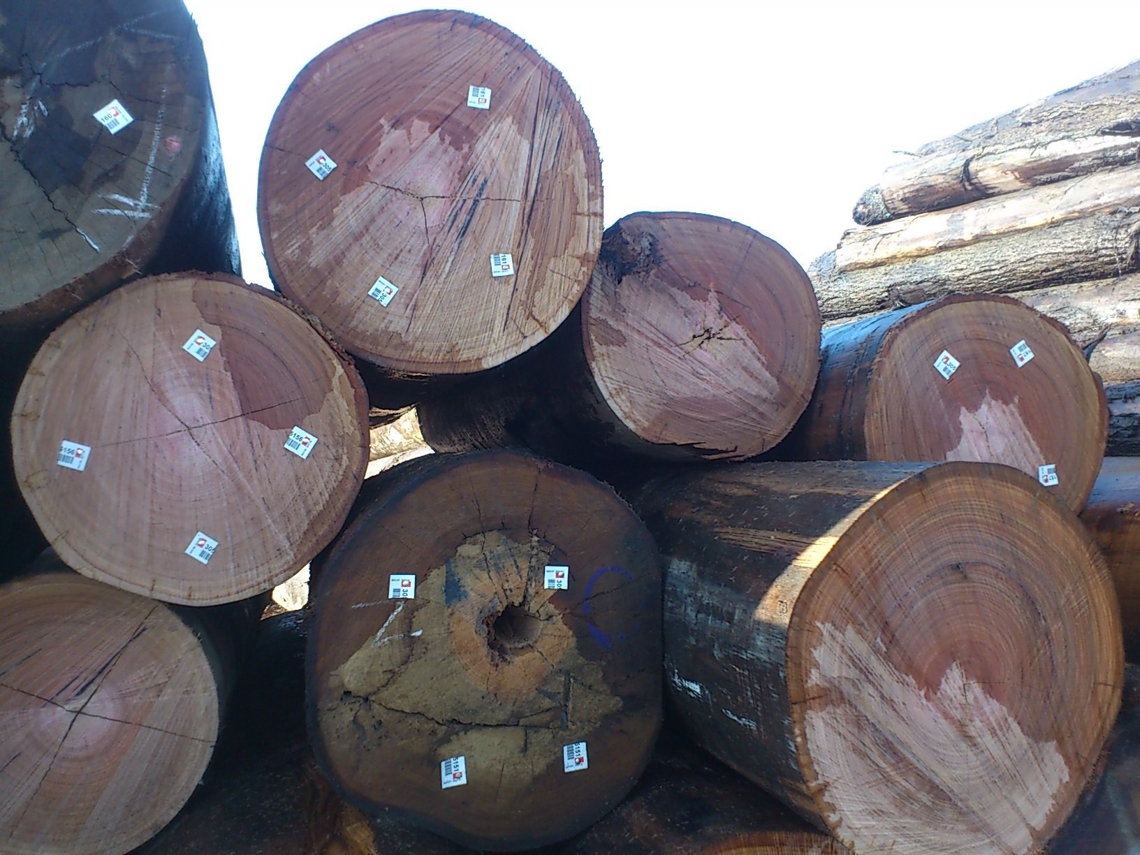 Beech Wood Logs and Lumber/Oak Wood Logs and Lumber/Ash Wood Logs and Lumber Spruce Wood Logs and Lumber