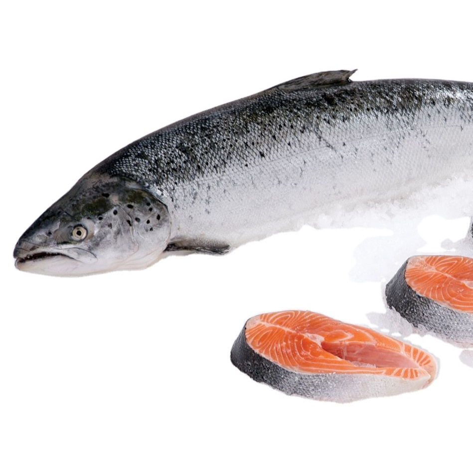 Frozen Orange Salmon Fillet With 3-5% Glazing Max Moisture And 24 Months Shelf Life