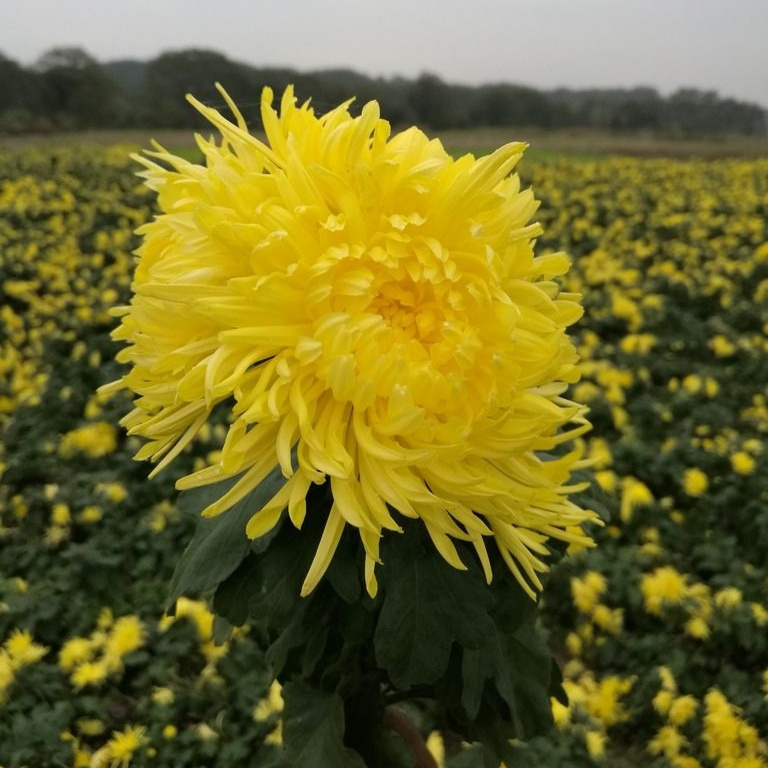 Princess Shao high quality natural chrysanthemum flower tea