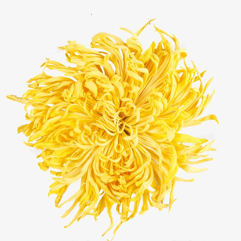 Princess Shao high quality natural chrysanthemum flower tea