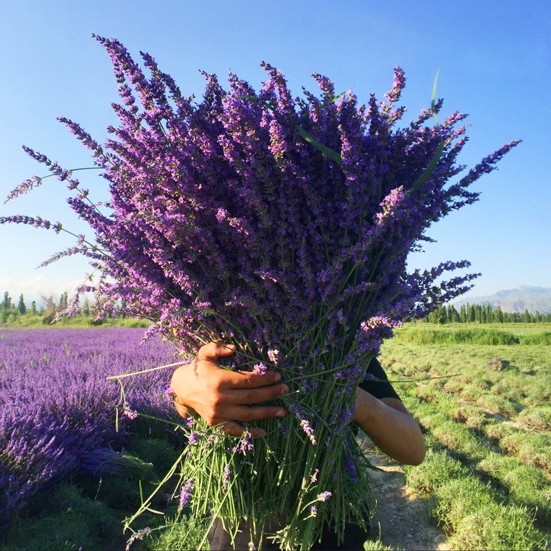 Wholesale Bulk Cheap Dried Lavender Spray Natural Flower