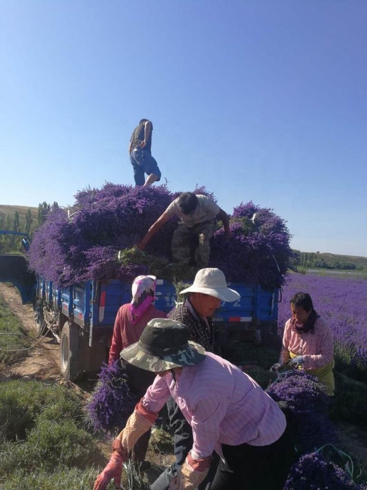 Wholesale Bulk Cheap Dried Lavender Spray Natural Flower