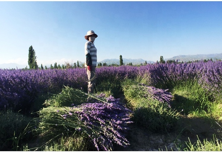 Wholesale Bulk Cheap Dried Lavender Spray Natural Flower