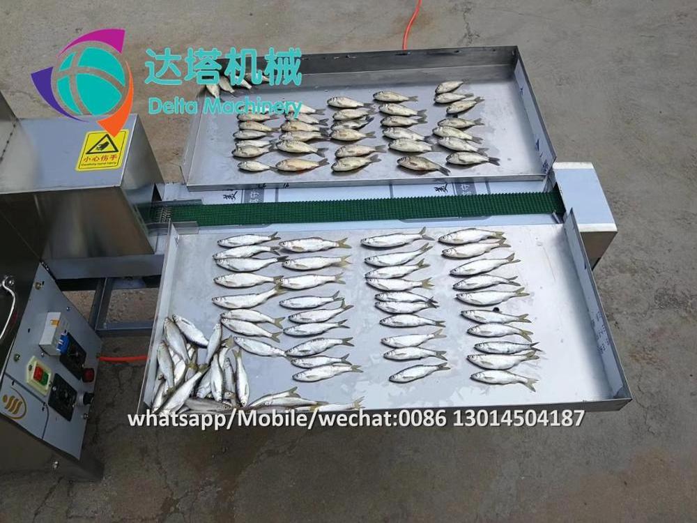 automatic small fish cleaning machine anchovy fish killer machine