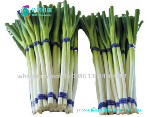 green onion scallion shred machine / scallion cutter shredder /green onion shredding machine