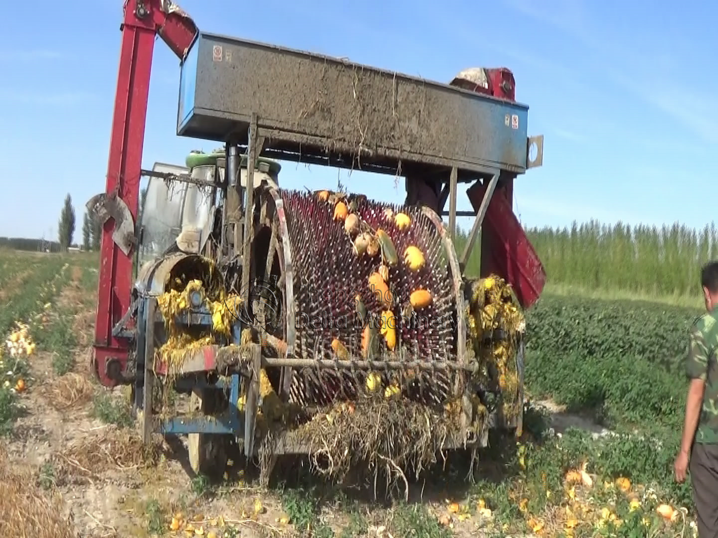 Pumpkin or watermelon seeds harvester,extractor,separator,remover,collector,huller machine matched with tractor