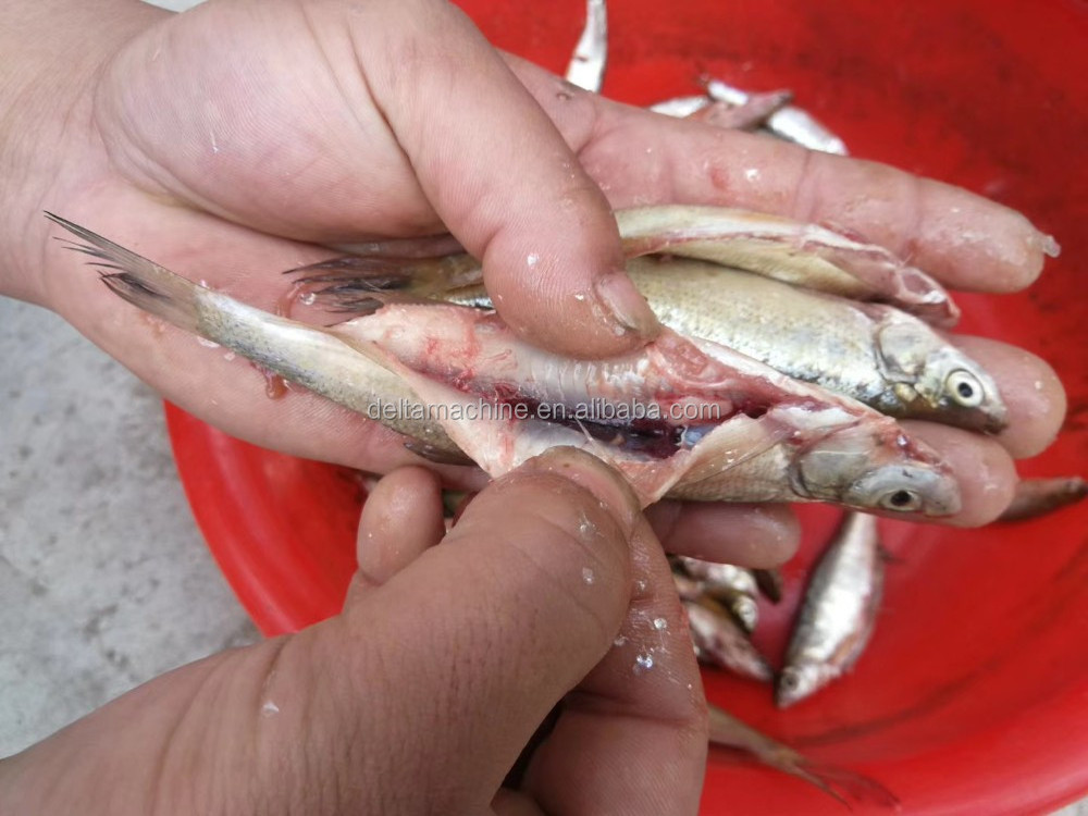 automatic small fish cleaning machine anchovy fish killer machine