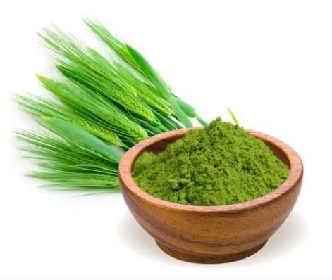 Bulk Green Organic Barley Grass Powder  Barley Grass Juice Powder