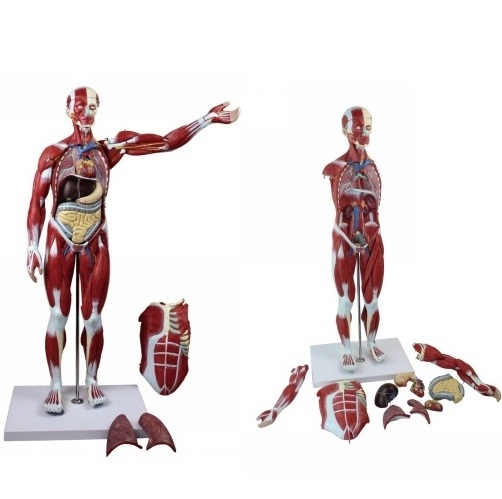 Muscles human body muscle anatomical model anatomy models