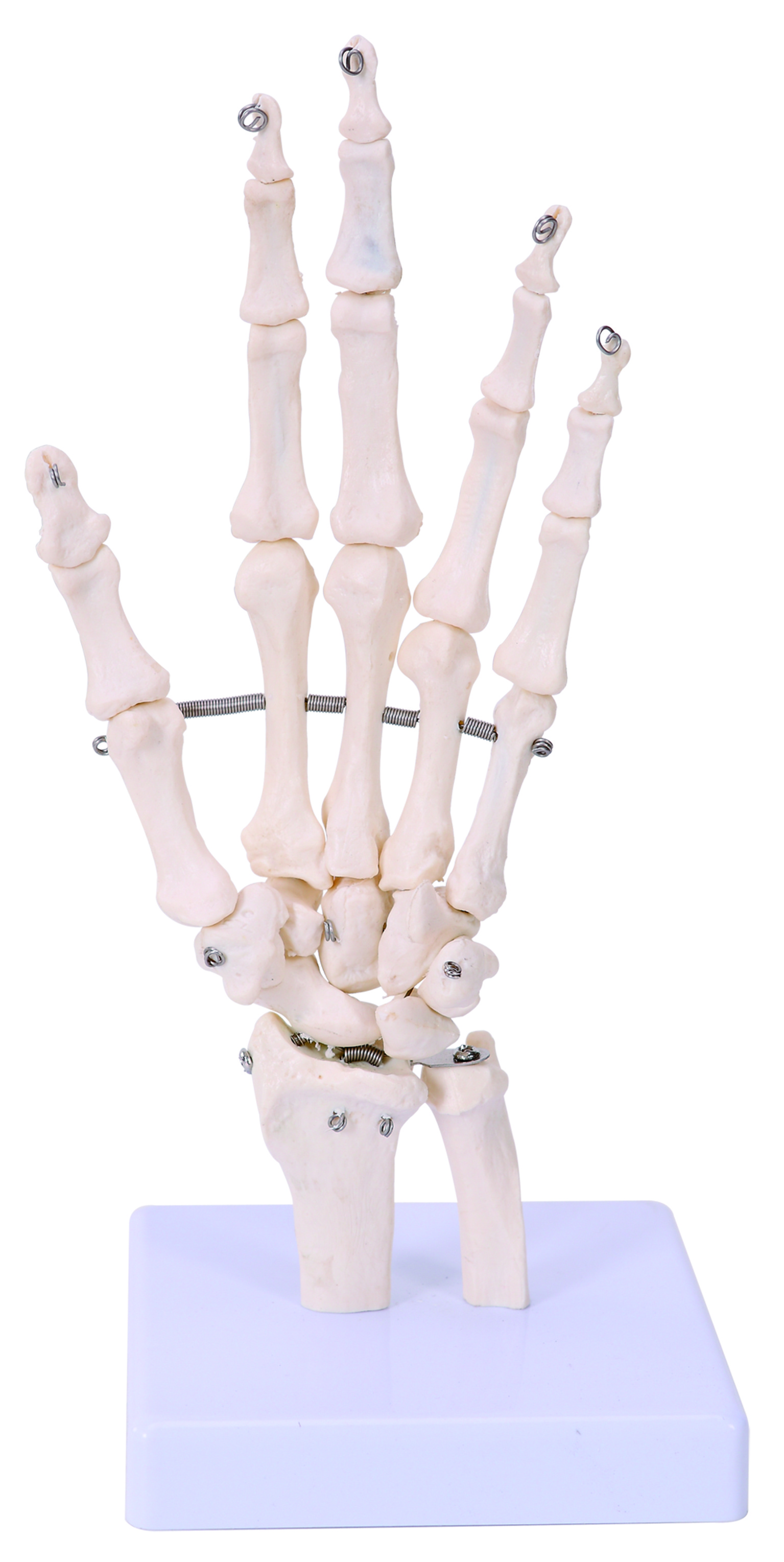 Hand Foot Skeleton Joint Model