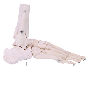 Hand Foot Skeleton Joint Model