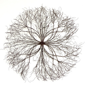 Wall Decor Iron Tree in Brown Color Home Decor Item used in Home Restaurant and Hotel Wall Decor