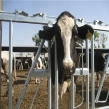 Hot sale 5 heads cattle headlock for dairy farm