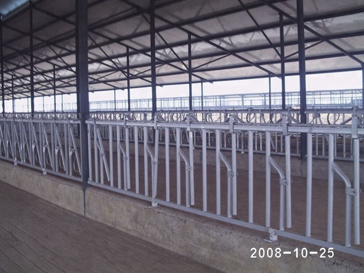 10ft Dairy Hot Dip Galvanized Cattle Panel Headlock For Sale