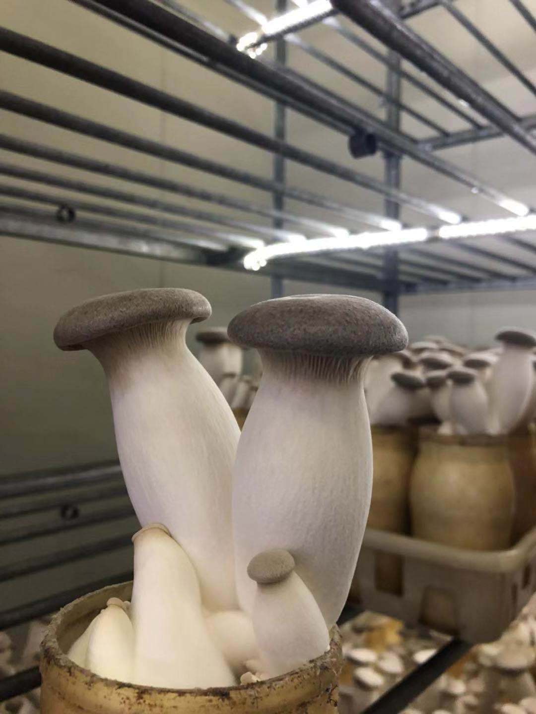 Detan Great Texture Fresh Eryngii King Oyster Exotic Mushroom