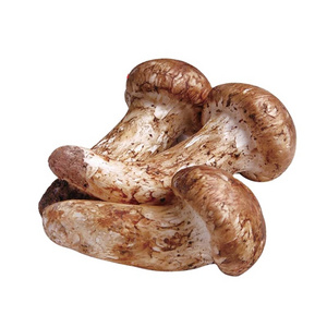 Detan Yunnan wild matsutake mushrooms organic matsutake mushroom with high quality