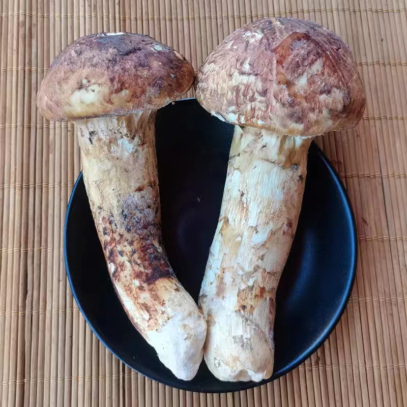 Detan export dried/frozen/fresh matsutake pine mushroom with wholesale price