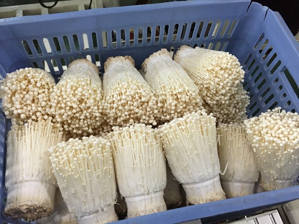 Mushroom Price of Detan Enoki