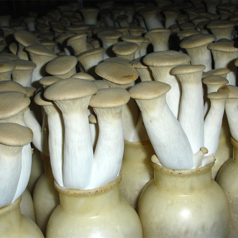 Detan King Oyster Mushroom Spawn Cultivation for Sale