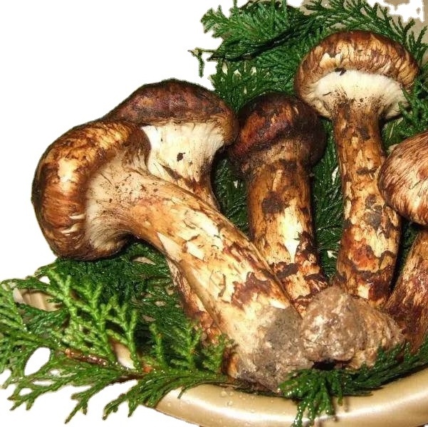 Detan Wild Fresh Pine Mushroom Prices