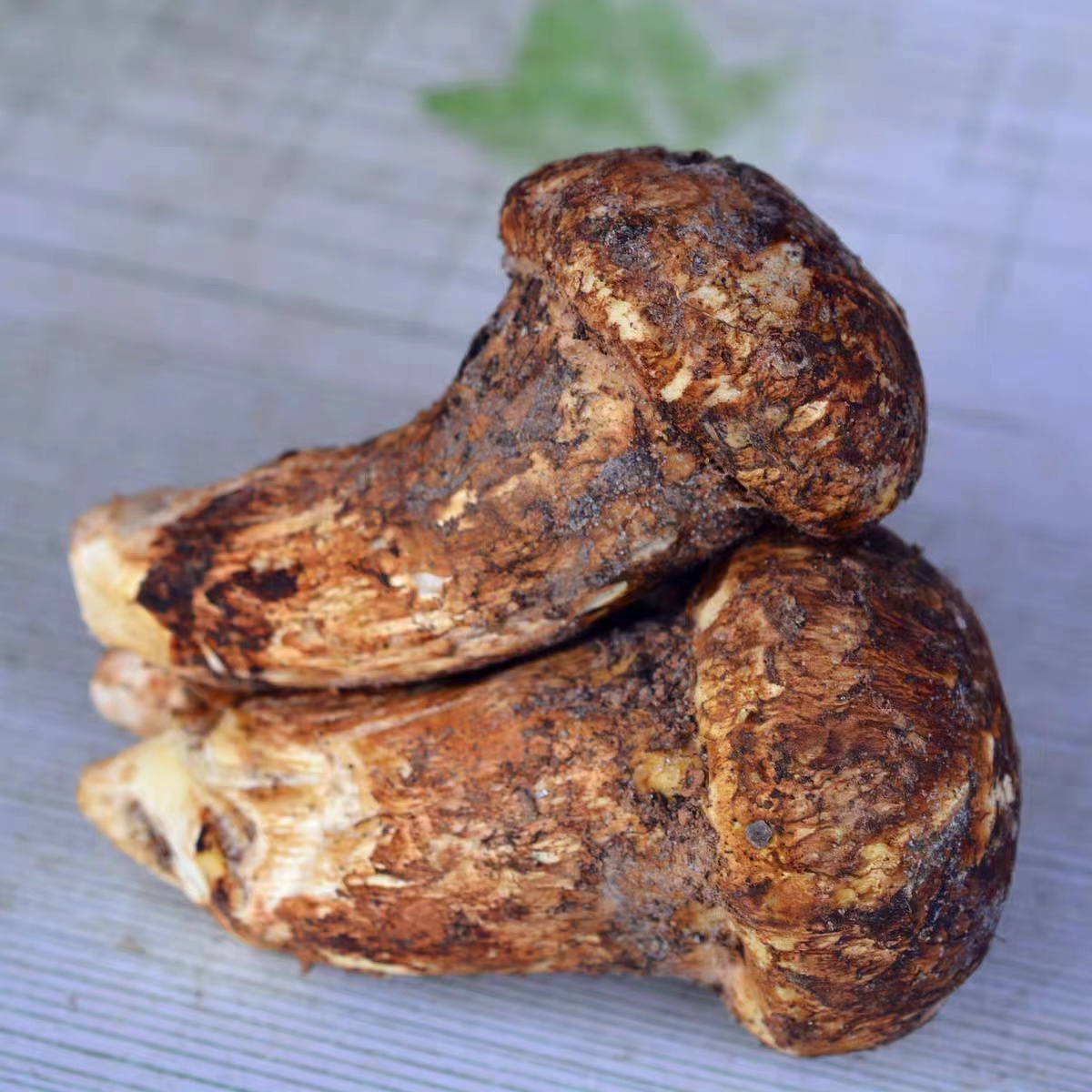 Detan export 100% natural mushroom wholesale matsutake pine mushroom