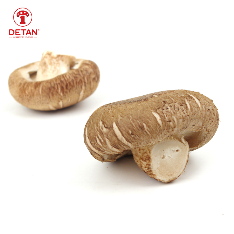 China export fresh shiitake mushroom reishi shiitake