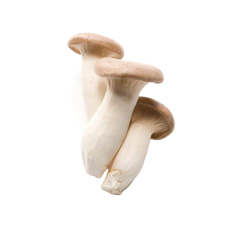 Detan Great Texture Fresh Eryngii King Oyster Exotic Mushroom