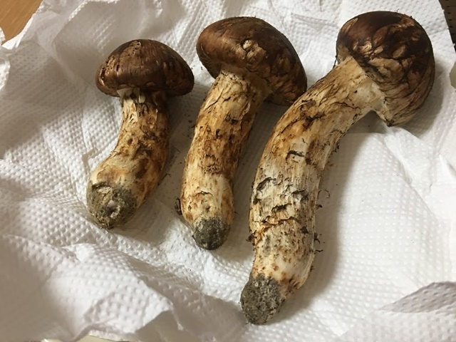 china top grade plateau mushroom matsutake fresh matsutake mushroom price for sale