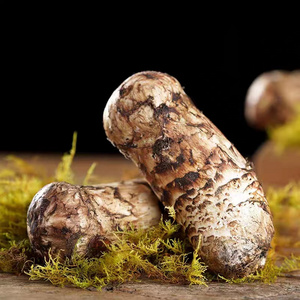 Detan export dried/frozen/fresh matsutake pine mushroom with low price