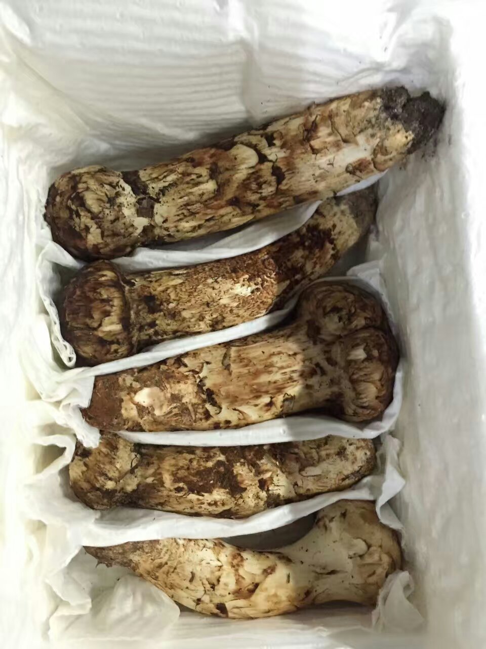 Detan Yunnan wild matsutake mushrooms organic matsutake mushroom with high quality