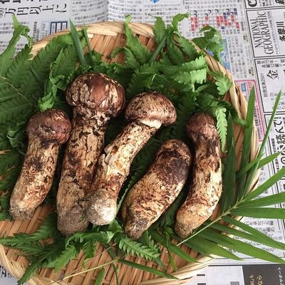 china high quality fresh wild mushroom Nature wild matsutake pine mushroom