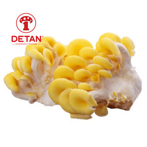 DETAN export organic fresh golden oyster mushroom