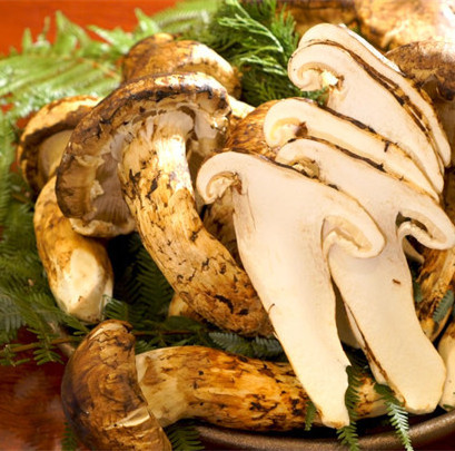 detan fresh matsutake mushroom export wild matsutake pine mushroom with wholesale price