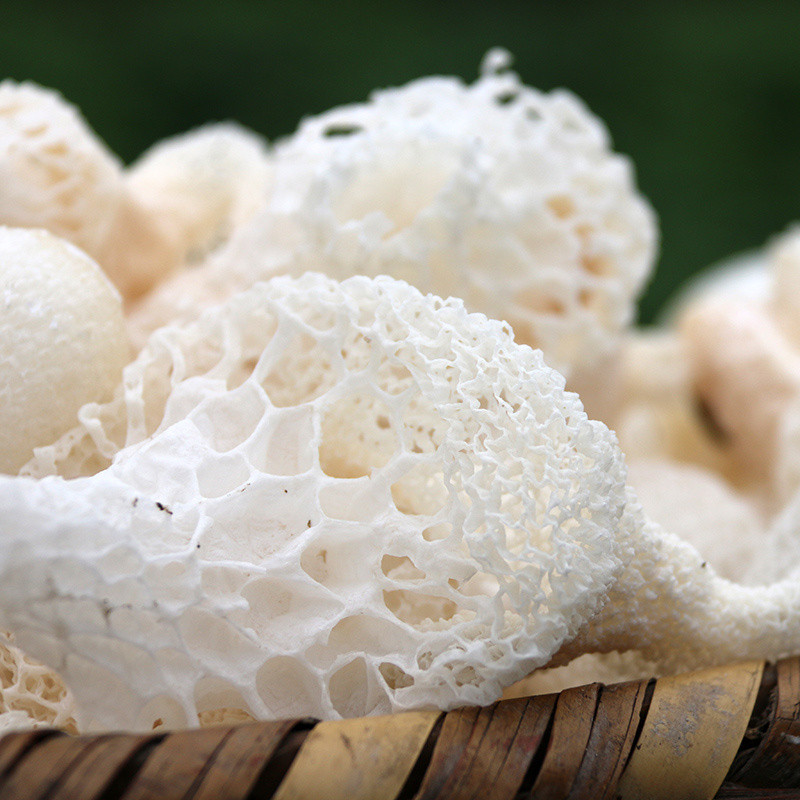 china top grade wild mushroom export fresh Dictyophora Indusiata with wholesale price