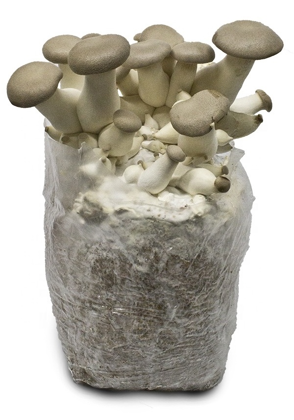 Detan King Oyster Mushroom Spawn Cultivation for Sale