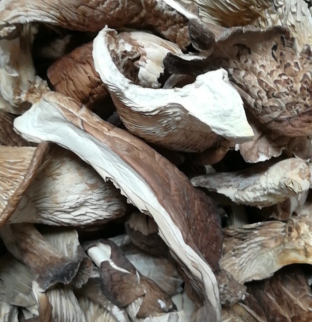 DETAN export dry oyster mushroom cultivation dried mushroom oyster mushroom price