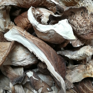 DETAN export dry oyster mushroom cultivation dried mushroom oyster mushroom price