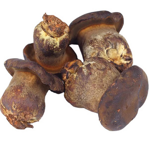 Detan Wholesale Bulk Price  Fresh cultivated Porcini Mushroom with low price