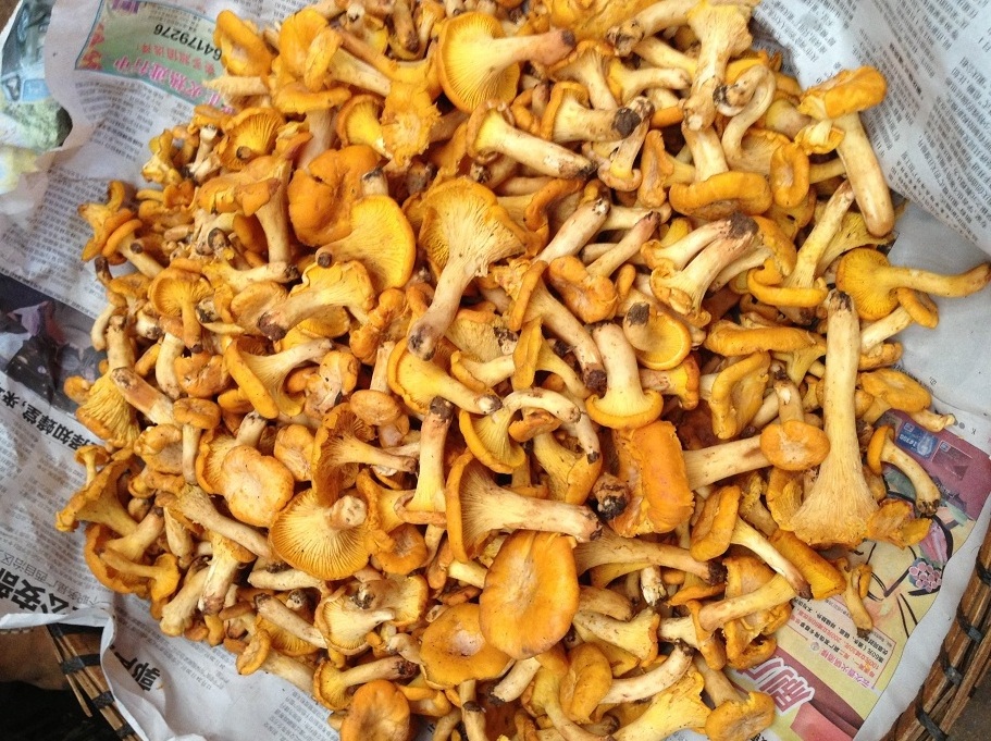 Detan Wild Chanterelle in All Types of Mushrooms