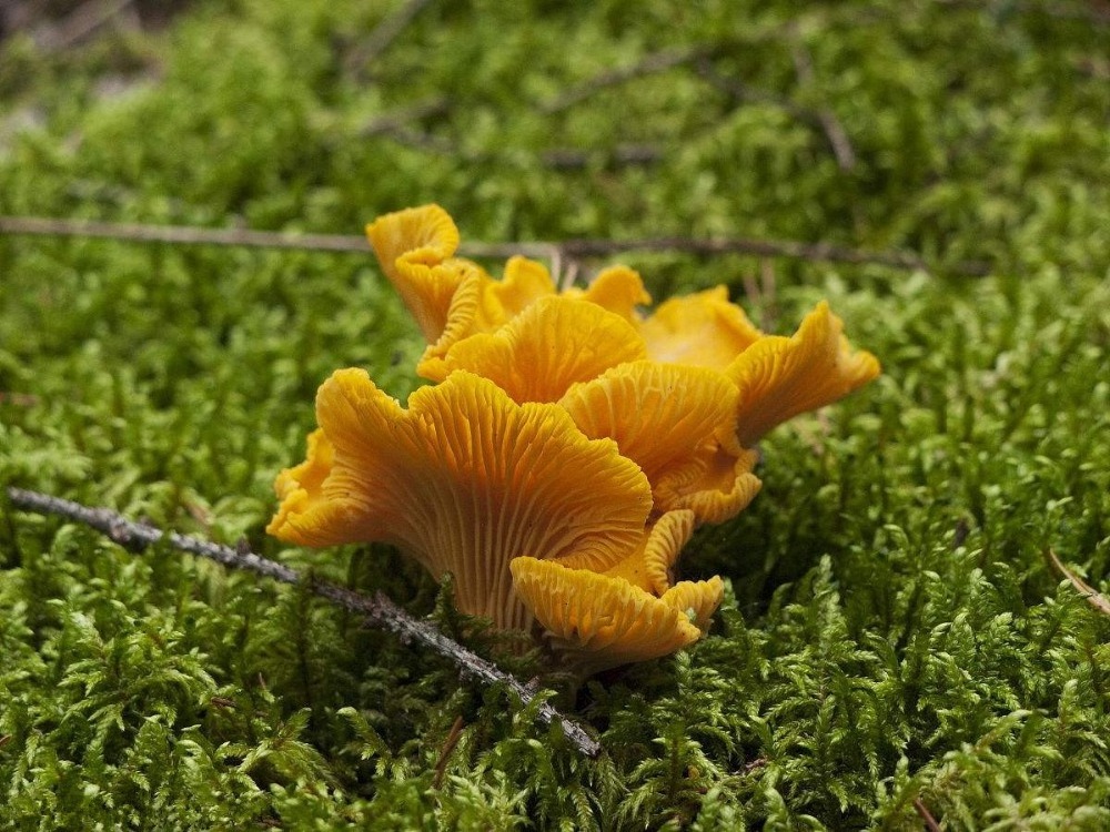 Detan Wild Chanterelle in All Types of Mushrooms